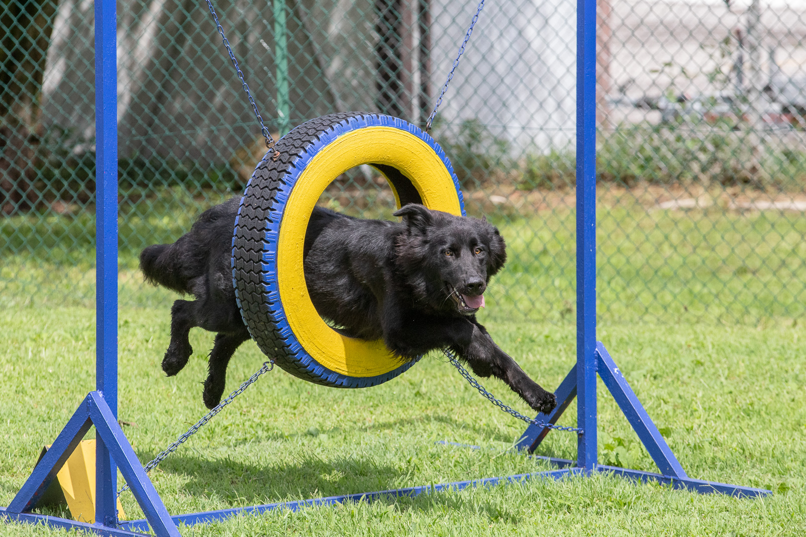 Agility 4